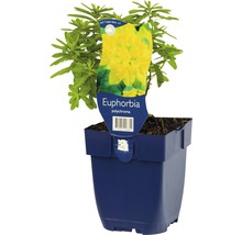 Euphorbia polychroma v kvetináči