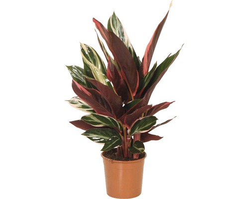 Kalatea FloraSelf Stromanthe sanguinea 'Triostar' výška 40-50 cm kvetináč Ø 14 cm Modliaca sa rastlina v kvetináči