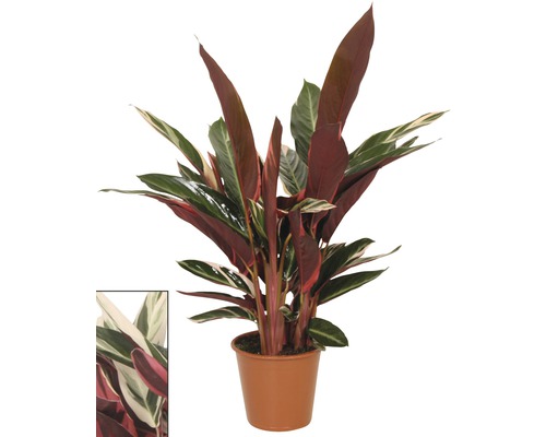 Kalatea FloraSelf Calathea 'Triostar' výška 80-90 cm kvetináč Ø 19 cm