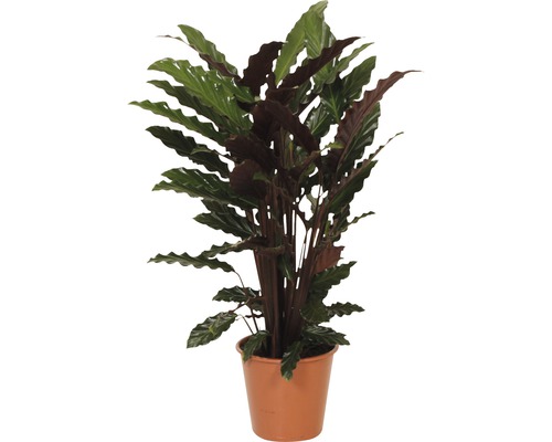 Kalatea FloraSelf Calathea ornata 'Wavestar' výška 80-90 cm kvetináč Ø 19 cm