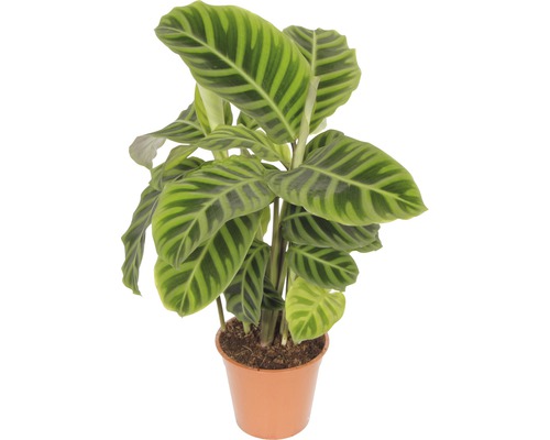 Kalátea FloraSelf Calathea 'Zebrina' 30-40 cm kvetináč Ø 14 cm