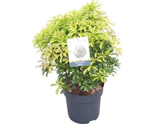 Pieris japonský FloraSelf Pieris japonica "Passion"® výška 40-50 cm kvetináč 6 l