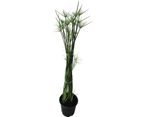 Šachor FloraSelf Cyperus haspan výška 20 cm kvetináč Ø 14 cm