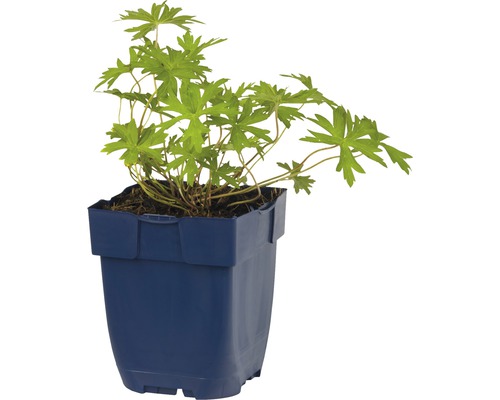 Pyskavica krvavá v modrom kvetináči