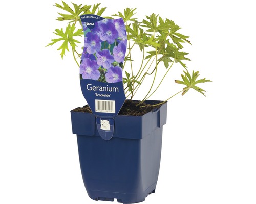 Pakost lúčny Geranium partense 'Brookside' výška 5-40 cm kvetináč 0,5 l