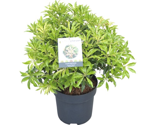 Pieris japonský FloraSelf Pieris japonica "Forest Flame" 40-50 cm kvetináč 6 l