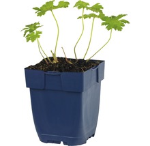 Geranium rastlina v modrom kvetináči