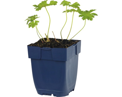 Geranium rastlina v modrom kvetináči
