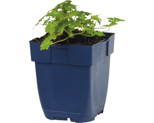 Pelargónia v modrom kvetináči