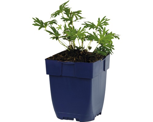 Pelargónia v kvetináči