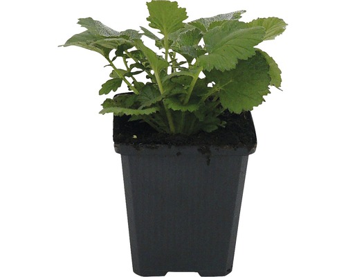 Kuklík čílsky FloraSelf Geum chiloense 'Lady Stratheden' 10-20 cm kvetináč 0,5 l Šalvia v kvetináči