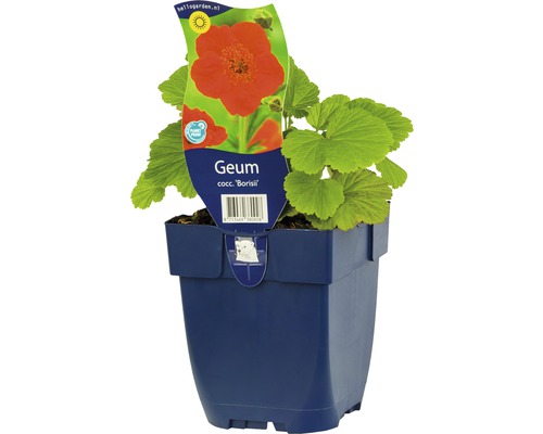 Geum coccineum Borisii rastlina v kvetináči