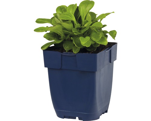 Valeriána poľná v modrom kvetináči