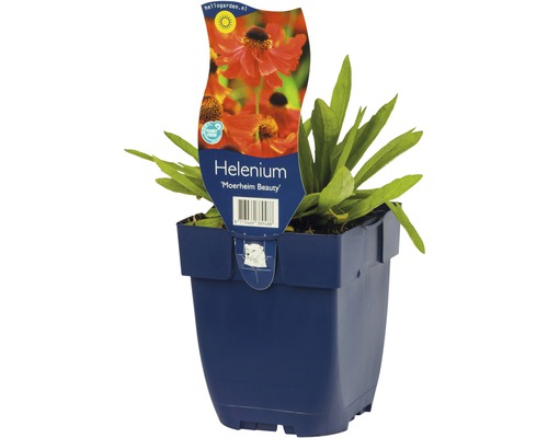 Helénium Moerheim Beauty v kvetináči