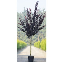 Slivka trpasličia myrobalán FloraSelf Prunus cerasifera 'Nigra' polokmeň 125 cm 150-175 cm kvetináč 18 l
