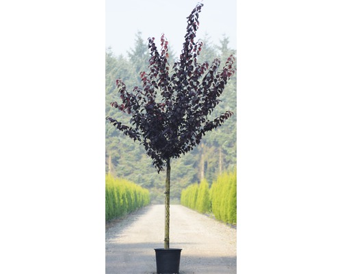 Slivka čerešňoplodá v kvetináči do záhrady