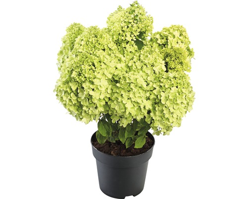 Hortenzia metlinatá 'Pandora' Hydrangea paniculata 'Pandora' V 40-50 cm kvetináč 5 l Metlinová hortenzia v kvetináči