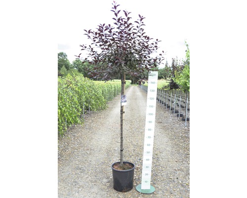 Slivka čerešňoplodá v kvetináči s uvedením veľkosti