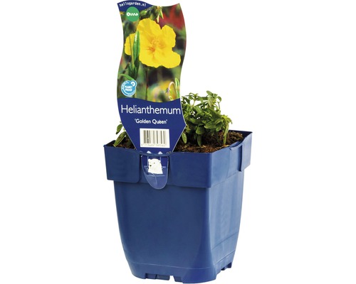 Devätorník FloraSelf Helianthemum 'Golden Queen' 5-20 cm kvetináč 0,5 l