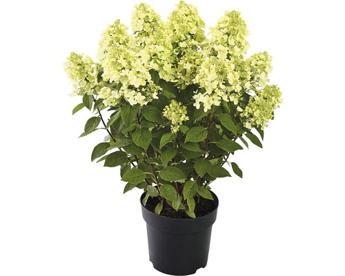 Hortenzia metlinatá FloraSelf Hydrangea paniculata 'Panflora' výška 40-50 cm kvetináč 5 l