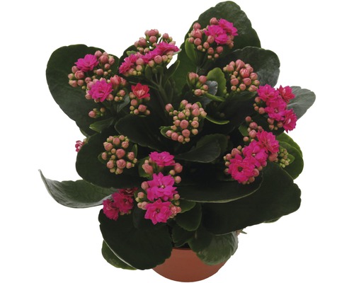 Kolopejka vďačná FloraSelf Kalanchoe 'Calandiva' 20-25 cm v kvetináči Ø 12 cm purpurová