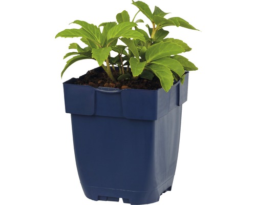 Rastlina v modrom kvetináči.