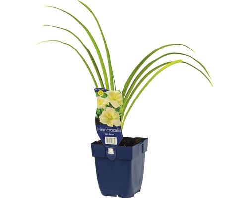 Ľaliovka FloraSelf Hemerocallis-kultivar 'Joan Senior' 5-20 cm kvetináč 0,5 l