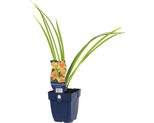 Ľaliovka FloraSelf Hemerocallis-kultivar 'Pink Damask' 5-20 cm kvetináč 0,5 l