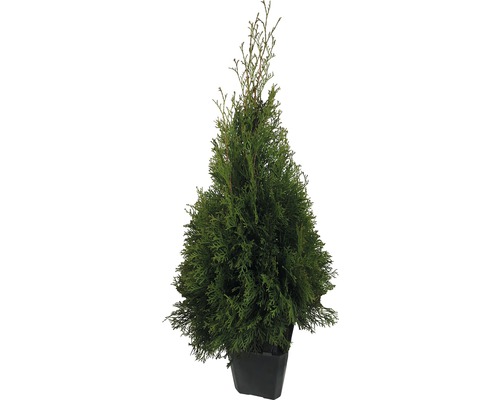 Tuja FloraSelf Thuja occidentalis 'Smaragd' 60-80 cm v kvetináči