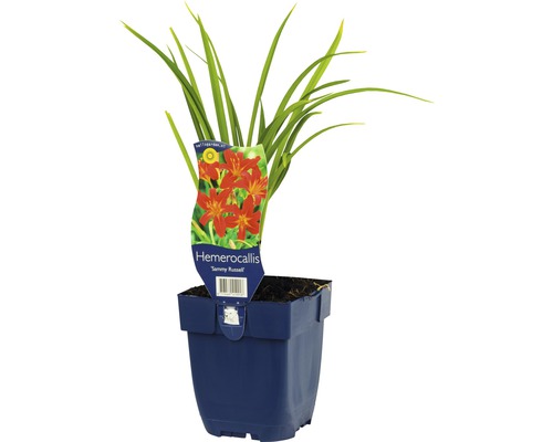 Ľaliovka v kvetináči