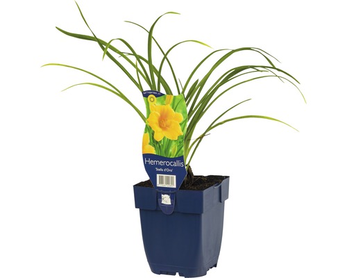 Ľaliovka ''Stella d''Oro'' v kvetináči