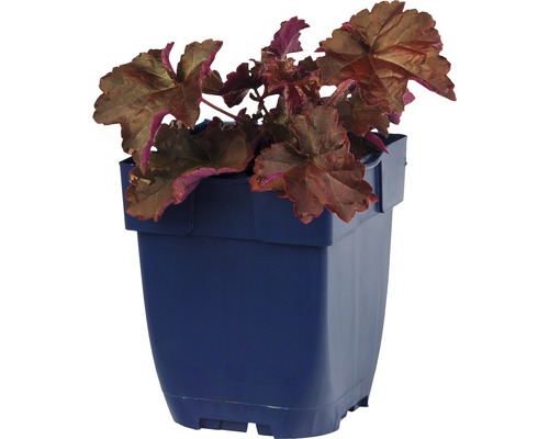 Heuchera rastlina v kvetináči