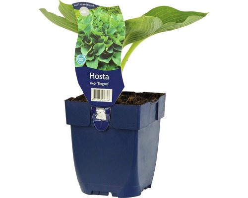 Hosta sivá FloraSelf Hosta sieboldiana 'Elegans' 5-70 cm kvetináč 0,5 l