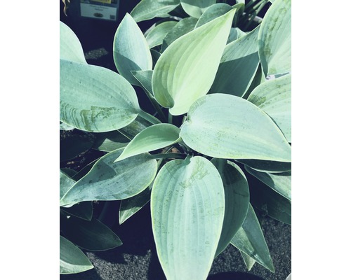 Hosta sivomodrá, funkia FloraSelf Hosta tardiana 'Halcyon' 10-30 cm kvetináč 0,5 l