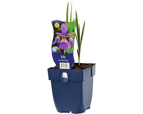 Kosatec sibírsky FloraSelf Iris sibirica 'Blue King' 5-30 cm kvetináč 0,5 l