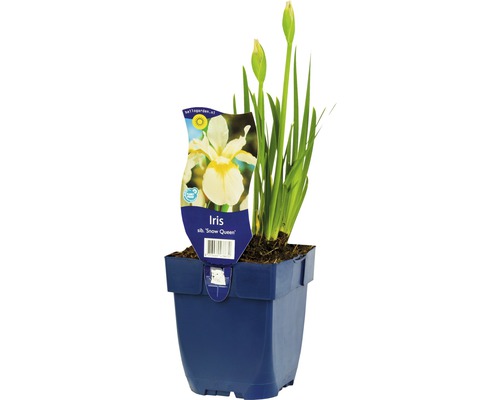 Kosatec sibírsky FloraSelf Iris sibirica 'Snow Queen' 5-30 cm kvetináč 0,5 l