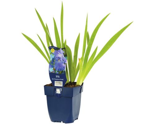 Kosatec FloraSelf Iris x germanica 'Empress of India' 5-90 cm kvetináč 0,5 l