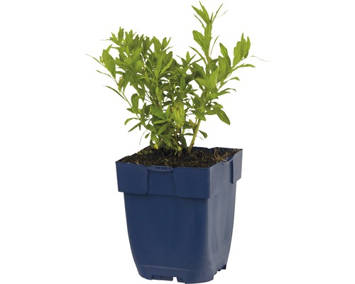 Kvitnúca rastlina v modrom kvetináči