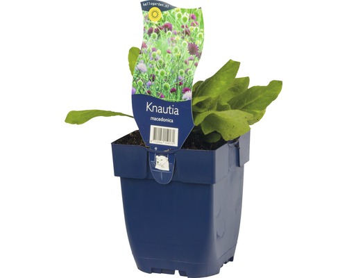 Hlaváčik macedónsky rastlina v kvetináči