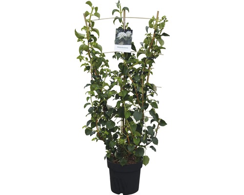 Popínavá hortenzia v kvetináči s oporou