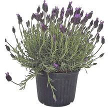 Levanduľa korunkatá FloraSelf Lavandula stoechas 15-20 cm Ø 11 cm kvetináč-thumb-1