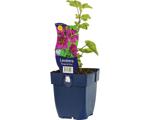 Slezovec FloraSelf Lavatera olbia 'Burgundy Wine' výška 5-125 cm kvetináč 0,5 l Slezinník slezovitý Burgunderwein v kvetináči