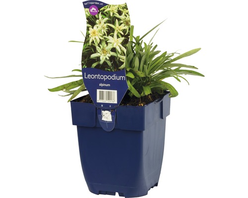 Plesnivec alpínsky rastlina v kvetináči