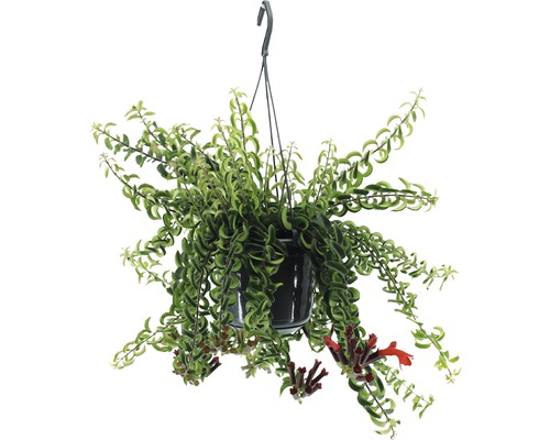 Aeschynanthus v závesnom kvetináči FloraSelf Aeschynanthus výška 35-45 cm kvetináč Ø 15 cm