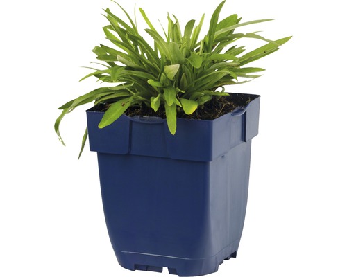 Záhradná rastlina v kvetináči