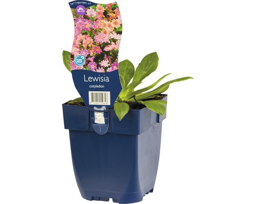 Lewisia Cotyledon v kvetináči
