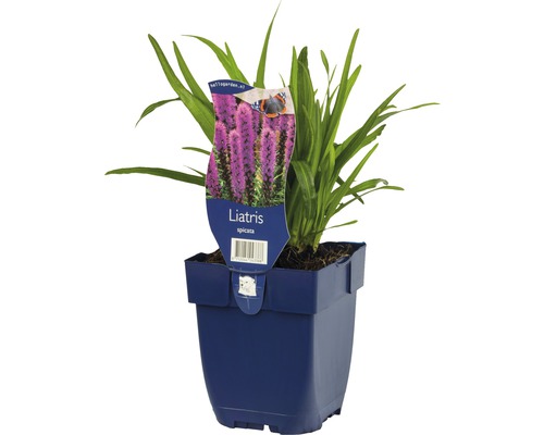 Liatra klasnatá v kvetináči