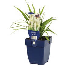 Liatris v kvetináči