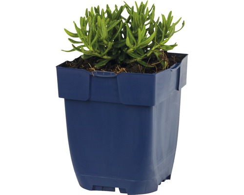 Zelená rastlina v plastovom kvetináči