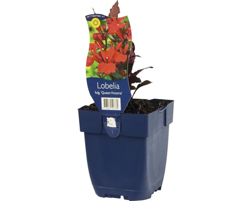Lobélia červená FloraSelf Lobelia fulgens 'Queen Victoria' výška 5-20 cm kvetináč 0,5 l